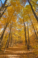 Hiking Under a Sea of Yellow Leaves