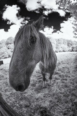 Horse in infrared light 