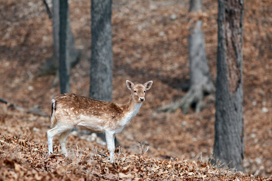 Fallow Deer in the Woods