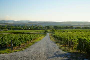 Fototapeta na wymiar beautiful view of green vineyards, road, hills with trees and blue sky with clouds