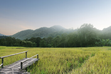 Fototapeta na wymiar Green fields and Bamboo bridge path with green rice field in Chiangmai province of Thailand. Rice Agricultural