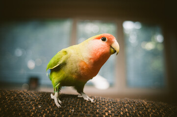 Curious parrot