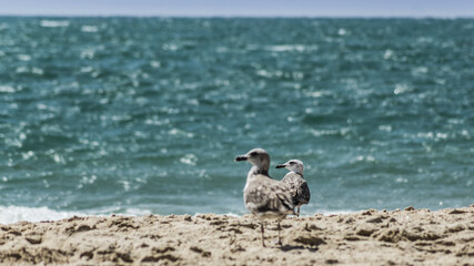 Standing seagull portrait against blue sea shore.