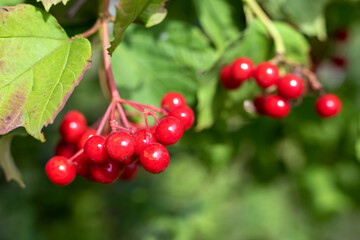 Clusters of red viburnum berries in the garden.