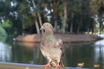 A proud pigeon stands and stares to the left against the background of the lake in the national park in Ramat Gan, Israel