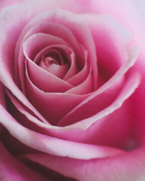 pink rose unfurling