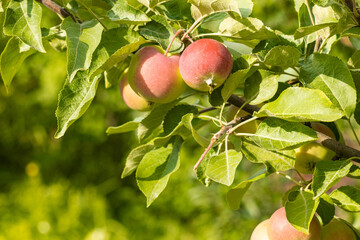 Autumn day. Red apples ripe othe tree.    