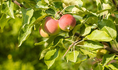 Autumn day. Red apples ripe othe tree.    