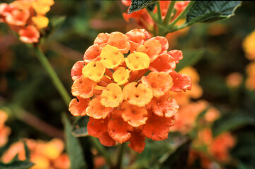 Lantana Close Up with yellow, orange and red tiny blooms and an out of focus background