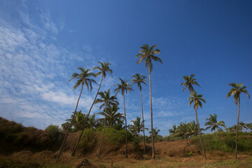 Fototapeta na wymiar Tropical scenery with pal trees and blue sky. Goa, India