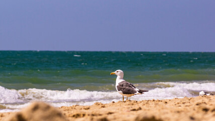 Standing seagull portrait against blue sea shore.