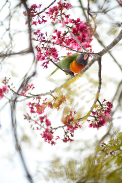 rainbow lorikeet bird in spring blossom tree