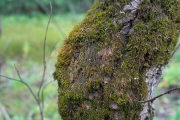 crooked old tree Trunk overgrown with green moss