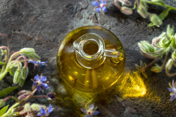 A bottle of borage oil with blooming borage plant