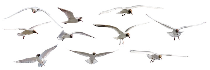 isolated ten gulls with black head in flight