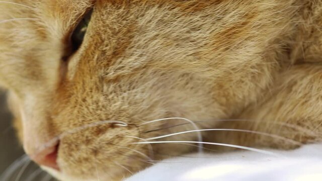 macro close up of the head of a red, cute country cat finding the position to sleep peacefully on a pillow Head moving, whiskers in foreground, sun filtering. Lazy afternoon mood. 