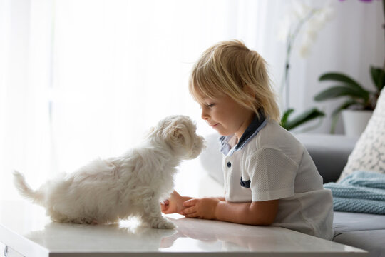 Cute little blond child, toddler boy, playing with white puppy maltese dog
