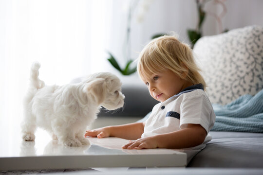 Cute little blond child, toddler boy, playing with white puppy maltese dog