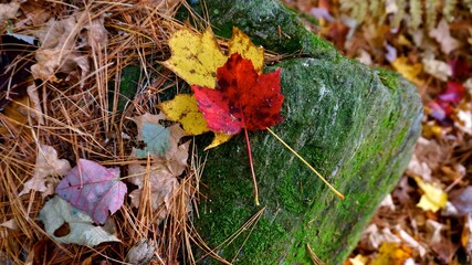 autumn, leaf, fall, leaves, nature, maple, yellow, tree, season, red, orange, foliage, color, forest, grass, colorful, green, brown, park, seasonal, leafs, plant, outdoor, fallen