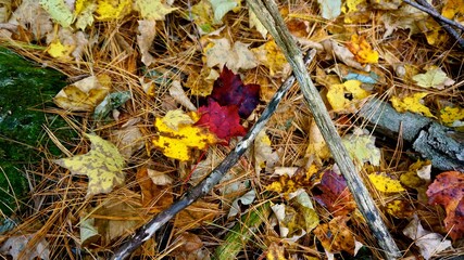 autumn, leaves, leaf, fall, nature, yellow, maple, season, brown, forest, tree, orange, color, foliage, grass, fallen, red, texture, dry, colorful, pattern, plant, golden, park, ground