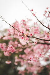 Obraz premium pink cherry blossom in spring