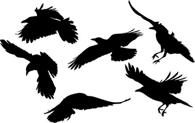 set of six crow silhouettes isolated on white