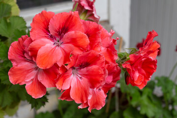 Beautiful red large flowers of the Vienna variety royal pelargonium close-up near the house on a summer day.
