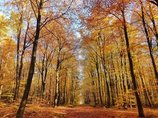 Fototapeta premium autumn in the forest