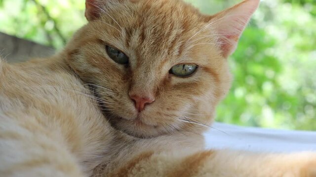 Close up of the cute face of a big, red, cute country cat with green eyes resting peacefully on a bed under a tree and looking around and quizzically at camera.