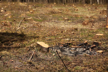 The picture after felling is a lot of stumps of coniferous trees remaining in the ground. stumps after illegal felling. selective focus