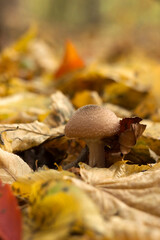 A family of edible mushrooms grew among the fallen leaves in the fall in the forest. Armillaria mushrooms