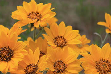Yellow Flowers on the Trail