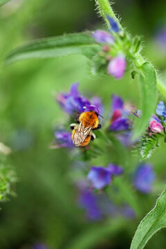 Macro catch bumblebee on Viper's bugloss flower with its closed wings