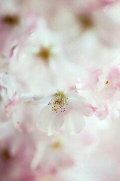 Extreme close-up of pink sour cherry tree flowers in bloom