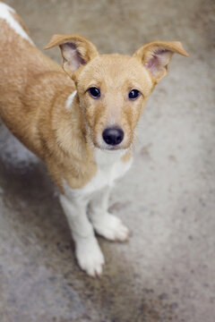Close-up of beautiful crossbreed puppy seen from above while looking at the camera