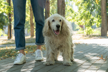 Portrait of happy older dog or spaniel. Young woman walking with pet in park at summer day