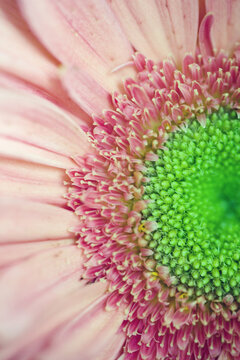 Extreme close-up of pink gerbera with green pistils