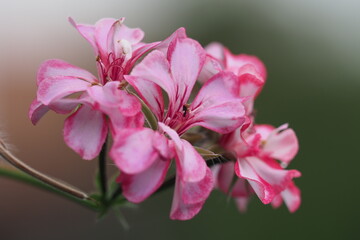 Naklejka na ściany i meble close up of pink flower
