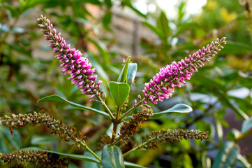 purple thistle flower
