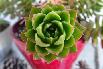 Green Echeveria Succulent Plant Portrait