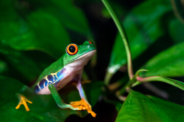 Red Eyed Tree Frog in the Rainforest