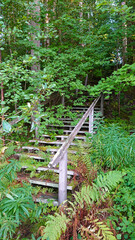 A stairway to nowhere in the middle of forest