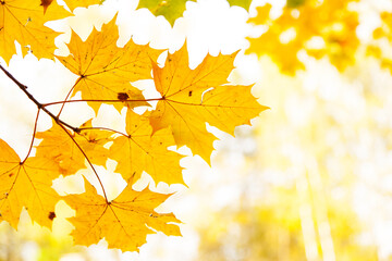 Autumn leaves as background. Shallow focus.
