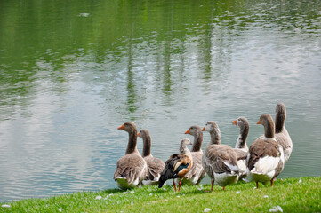 Geese in a group by the lake