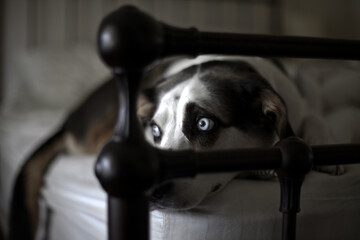 view through the footboard of bed of blue eyed dog staring out window on bed