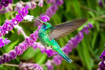 Green Violet-ear hummingbird (Colibri thalassinus) in flight isolated on a green background in Costa Rica
