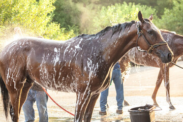 Steaming Thoroughbred race horses getting baths outdoors covered with soap.