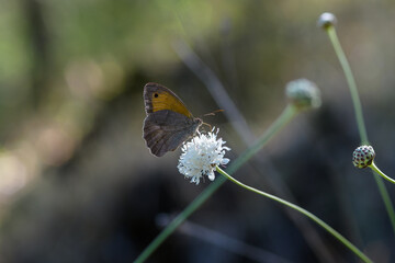 Maniola jurtina Meadow Brown Butterfly 