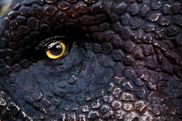 Dinosaur eye.