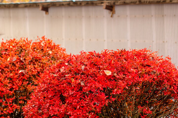 red leaves on a bush